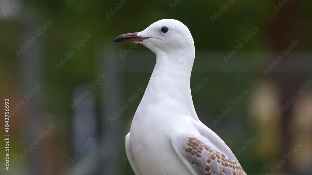 Close up portrait shot of curious silver gull, chroicocephalus novaehollandiae wondering around the surroundings. Close up portrait shot of curious silver gull, chroicocephalus novaehollandiae wondering around the surroundings.