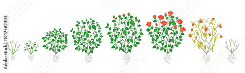 Growth Stages of a bush rose - Vector Illustration
