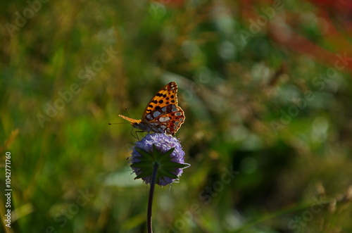 Butterfly Lycaena phlaeas collects food from purple wild flower in nature, Vitosha mountain, Bulgaria 