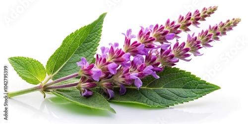 Inflorescences of clary sage (Salvia sclarea) isolated on white background panoramic view