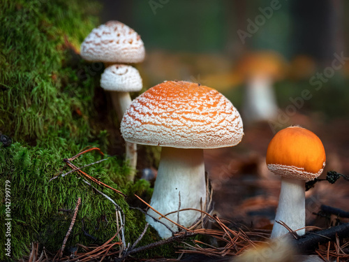 mushrooms in the forest