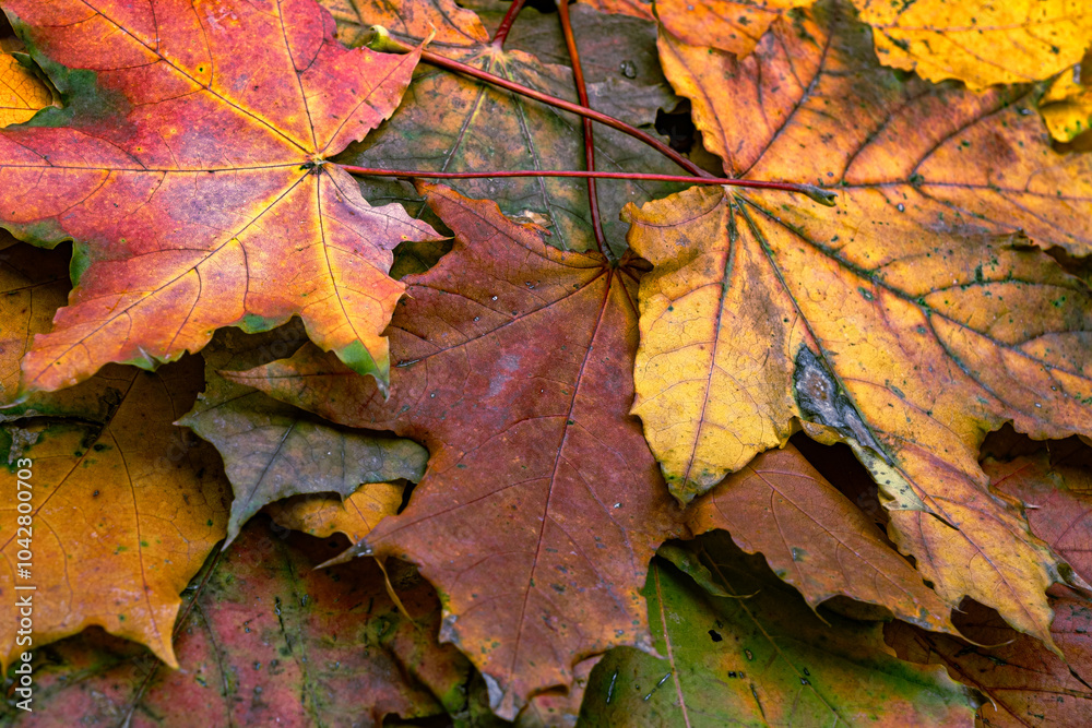 A pile of colorful fallen autumn oak leaves A pile of colorful fallen autumn oak leaves