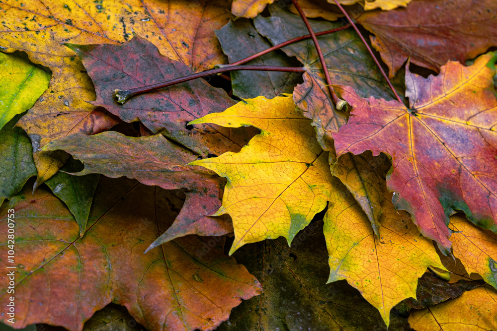 A pile of colorful fallen autumn oak leaves A pile of colorful fallen autumn oak leaves
