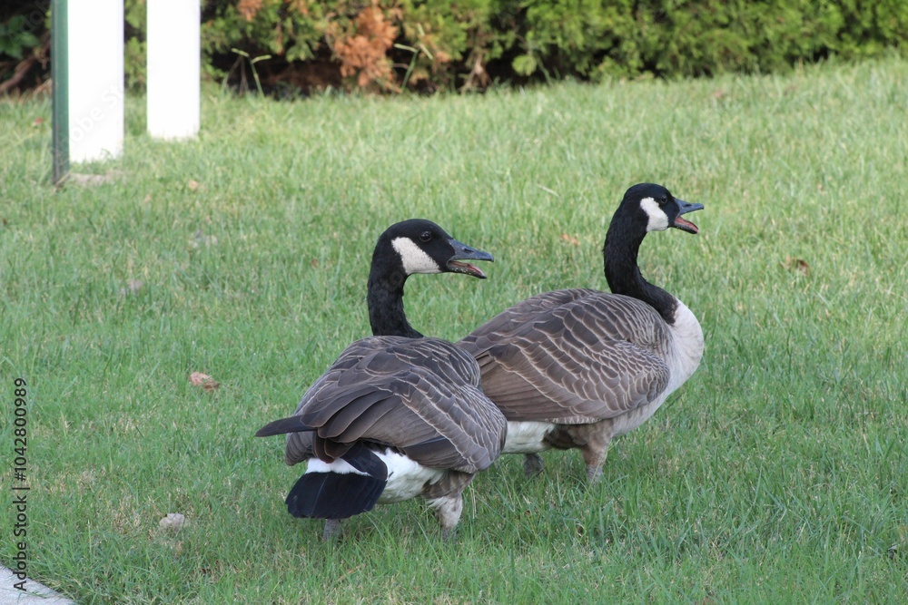 Canadian geese on green grass in a park. Canadian geese on green grass in a park.