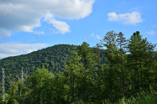 Forest and blue sky.