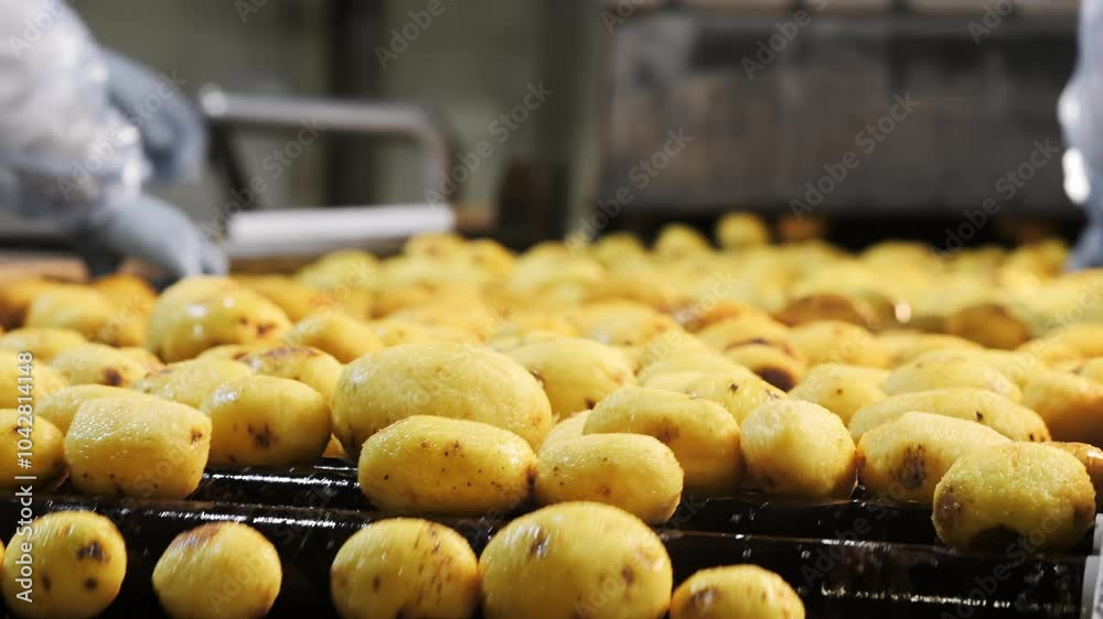 A food industry worker wearing gloves manually checks and sorts potatoes on a conveyor belt at a chips production plant.