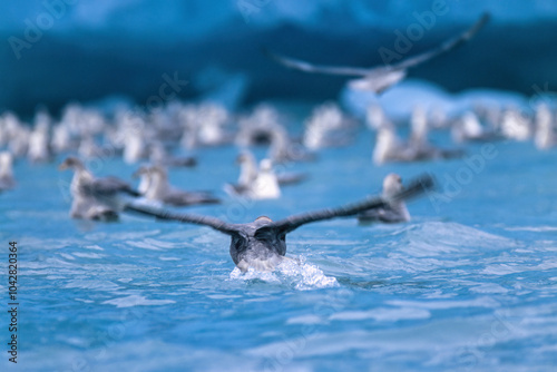 Northern fulmar take off from the sea photo