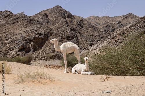 Free-range baby dromedary camels in the Saudi Arabian desert photo