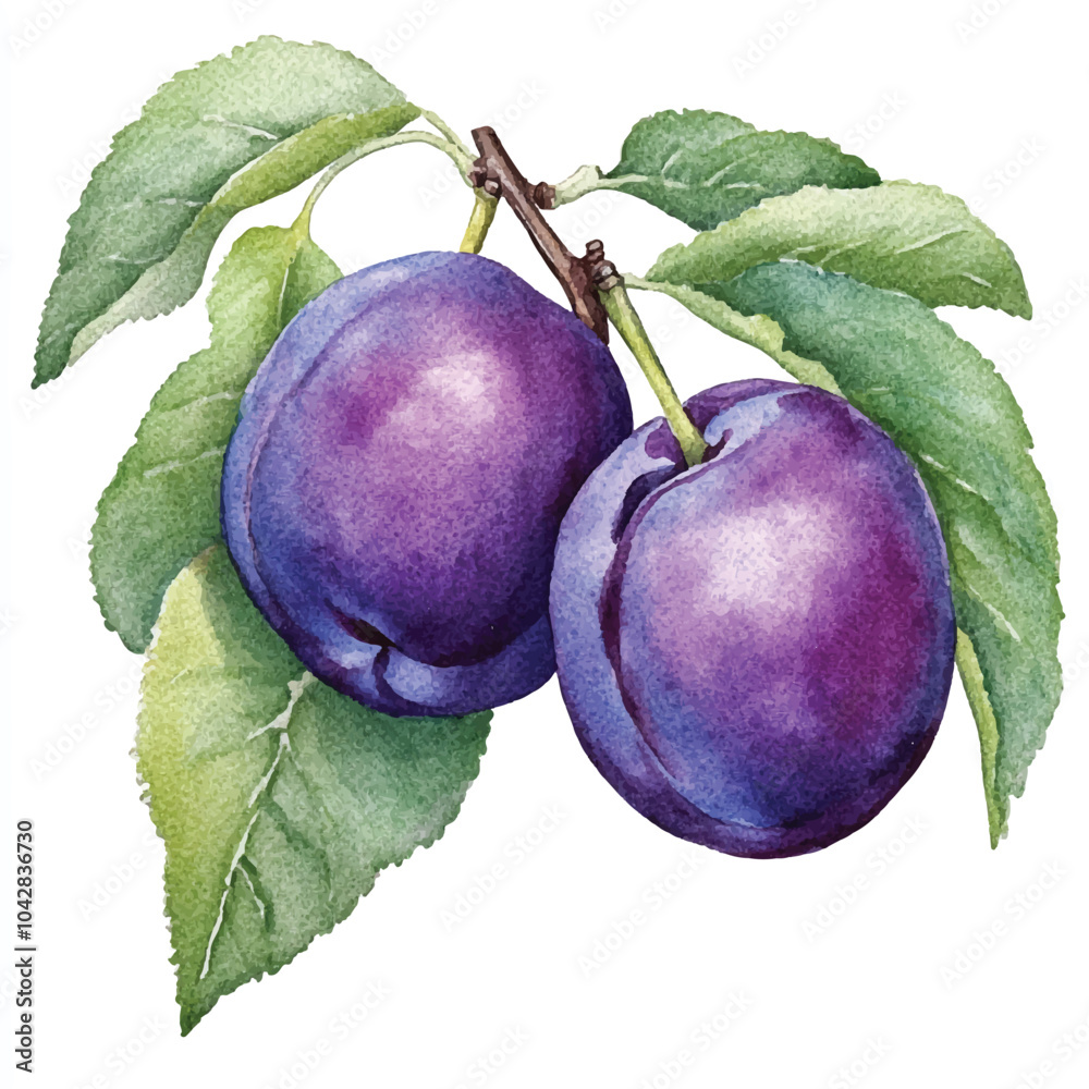 Damson plum fruit watercolor clipart illustratration
