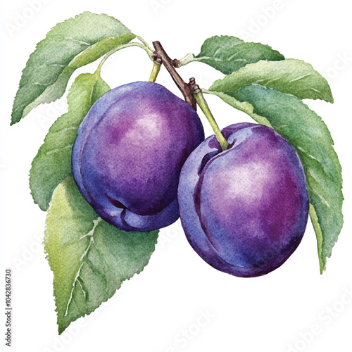 Damson plum fruit watercolor clipart illustratration