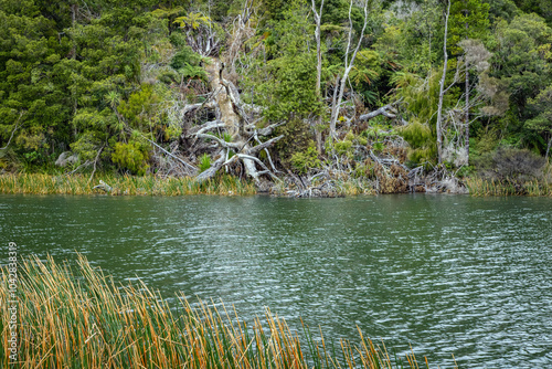 Fallen Kauri tree by a lake in New Zealand Rainforest photo