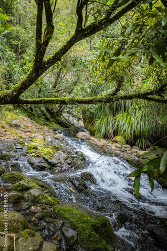 Beautiful stream flowing through a New Zealand rainforest interior 