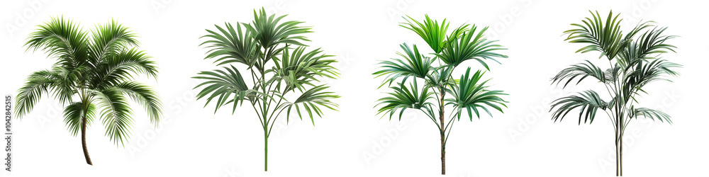 Set of a beautiful small palm tree branch with long leaves, isolated on a transparent background. Set of a beautiful small palm tree branch with long leaves, isolated on a transparent background.
