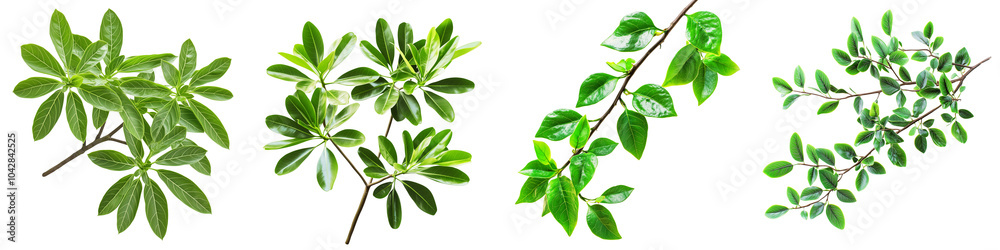Set of a Beautiful branch of Euphorbiaceous with green leaves, isolated on a transparent background. Set of a Beautiful branch of Euphorbiaceous with green leaves, isolated on a transparent background.
