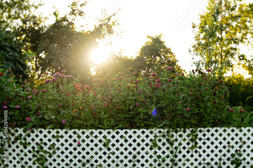 Sunset over green, pink, orange, zinnia flower field, white fenc photo