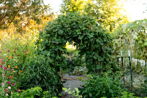 Arch covered with climbing green bean plants, colorful garden fl