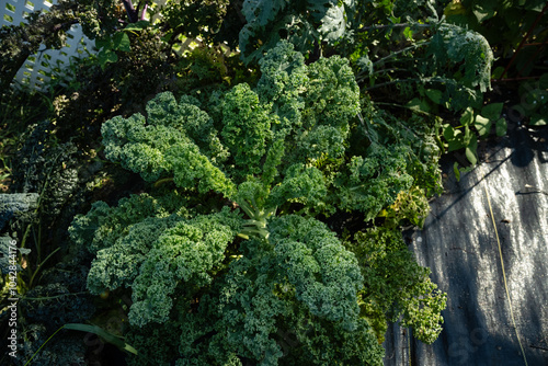 Fresh green summer kale growing in black landscape weed fabric photo