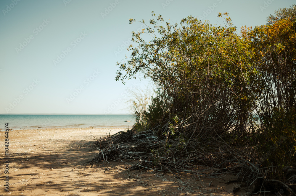Wind swept plants along beach with turquoise water and clear sky