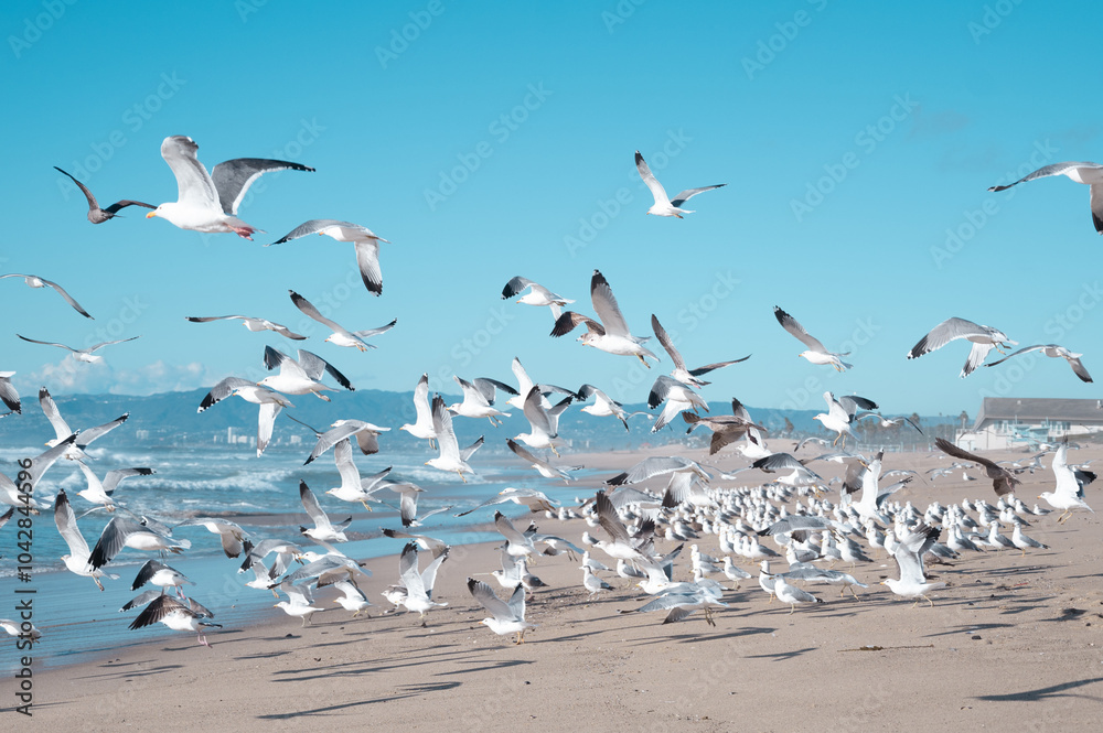 Flock of seagulls taking off from beach in El Segundo Flock of seagulls taking off from beach in El Segundo