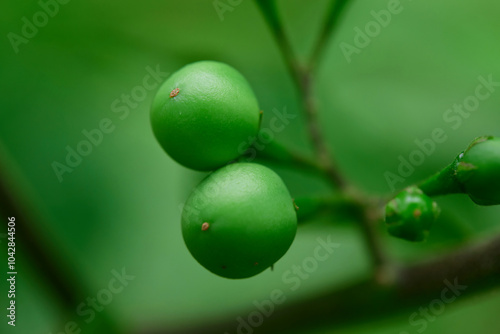 Close-up of fresh pea eggplant on tree branch photo