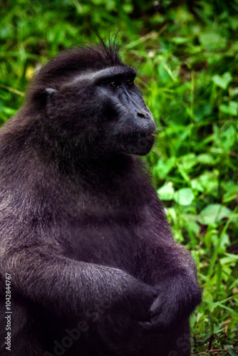 Celebes crested macaque (Macaca nigra), aka the black ape photo