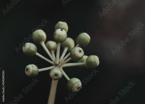 Botanical plants closeup of nature outdoors