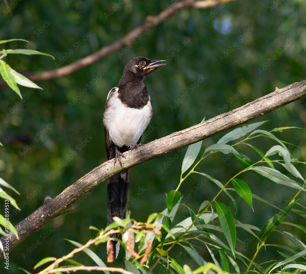 Eurasian magpie, Pica pica. A young bird sits on a branch against a background of leaves Eurasian magpie, Pica pica. A young bird sits on a branch against a background of leaves