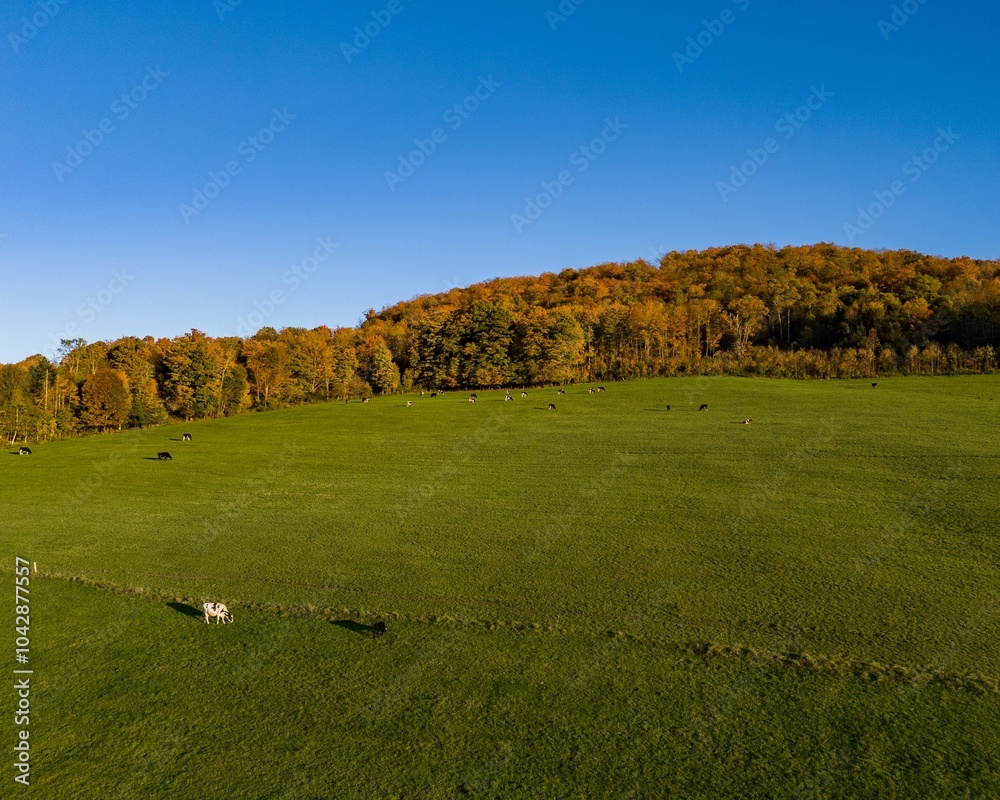 Fototapeta premium Aerial view of meadow with cows and autumn forest.