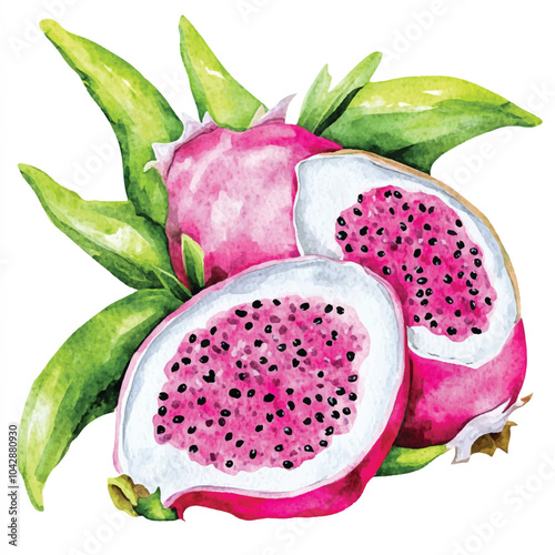 Dragon fruit watercolor clipart illustratration