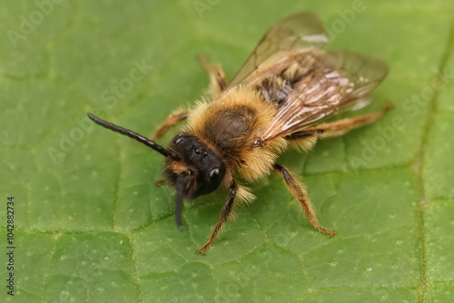 Closeup on a male female grey-gastered mining bee, Andrena tibialis on a green leaf photo