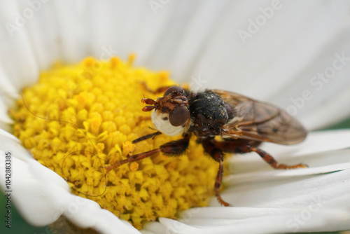 Closeup on an add looking Spot-winged Spring Beegrabber, Myopa tessellatipennis , on a white flower photo