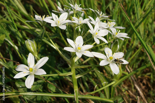 Closeup on a fresh flowering white garden star-of-Bethlehem wildflower, Ornithogalum umbellatum