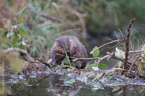 young European beaver Swabian Alb Baden Wuerttemberg Germany photo