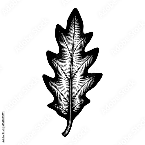 Detailed Oak Leaf Illustration in Black and White Outline Line Art Drawing with Fine Engraving
