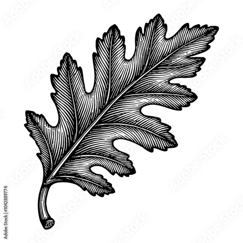 Detailed Oak Leaf in Vintage Black and White Outline Line Art Drawing with Engraving Style
