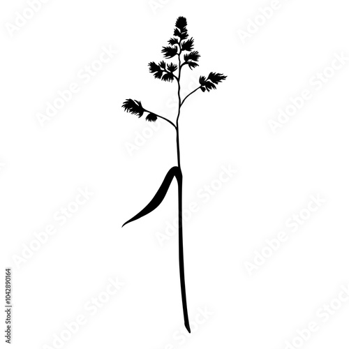 Silhouette of cocksfoot or orchard grass branch, meadow grass type. Hand drawn engraved vector illustration isolated on white. Botanical sketch painted by black inks. Graphic linear drawing