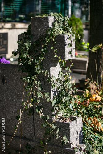 cmentarz, stary nagrobek, krzyż porośnięty bluszczem photo