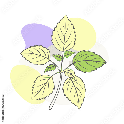 Lemon balm herb illustration with colorful blob background