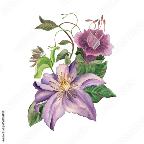 Flower arrangement of garden climbing plants. A bouquet of crematis, cobaea, ivy, green leaves, vines and buds is hand-painted with watercolors in lilac, purple, pink shades, in a botanical style photo