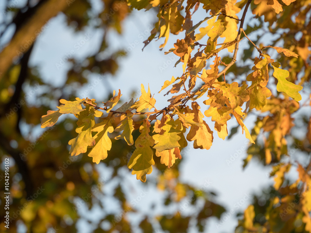 oak tree branch with yellow autumn leaves oak tree branch with yellow autumn leaves
