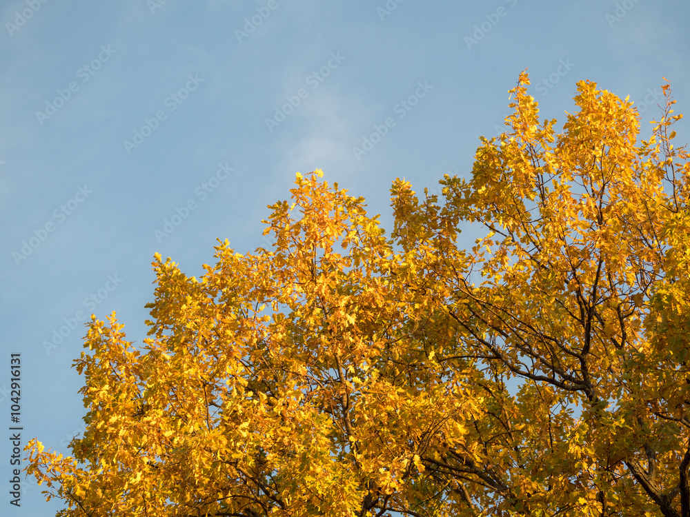 golden oak leaves against the sky golden oak leaves against the sky