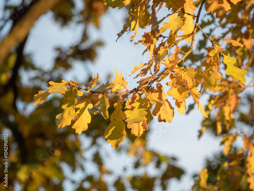 oak tree branch with yellow autumn leaves