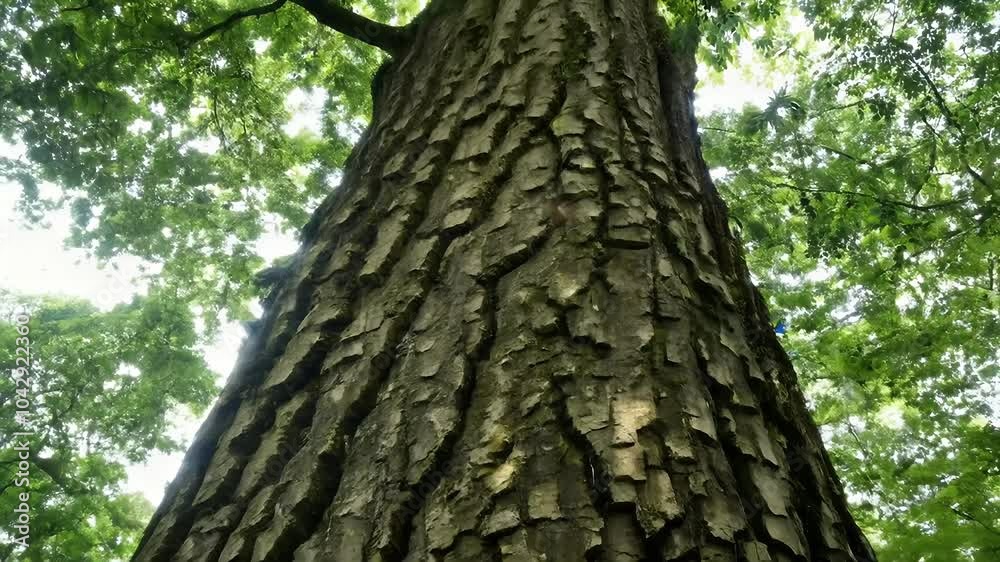Examine bark Platanus orientalis tree commonly known Oriental Plane World Sycamore noted impressive longevity widespreading crown captured detailed 4K footage deciduous botanical camouflage close