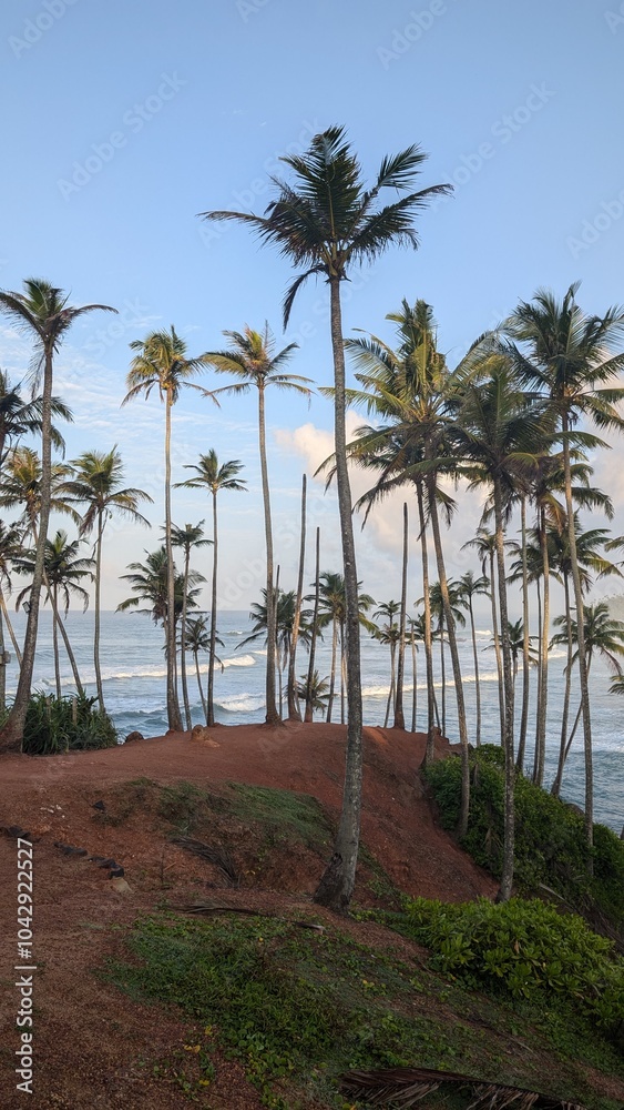 Obraz premium Coconut tree hill in Mirissa, Sri Lanka