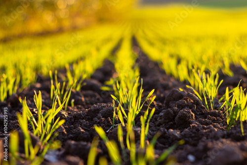 Photos Emergence of rye sprouts on an industrial field