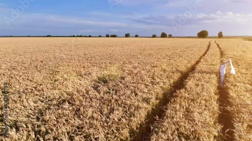 Girl in white dress walks and runs in field and wheat or cereal fields.