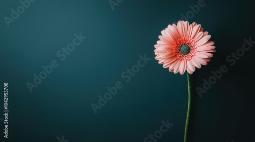 Elegant pink gerbera on dark backdrop for minimalist design