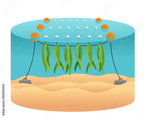 Seaweed Farming - Sugar kelp cylindrical diagram