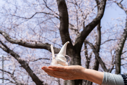 ice cream on the hand in the cherry blossom park photo