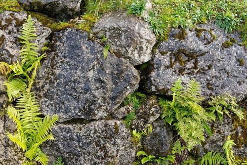 Mossy rocks with green ferns